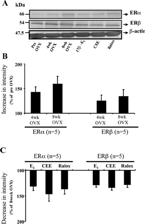 A Representative Western Blots Of Estrogen Receptors And Er