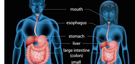 The Human Digestive System In Action