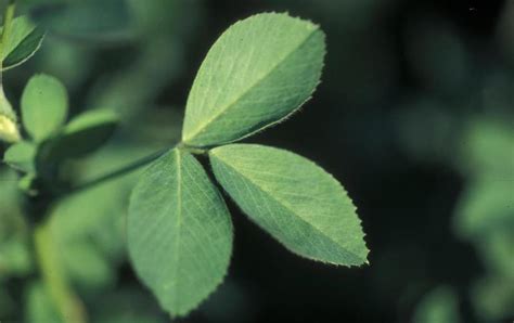 How Alfalfa Leaves Can Help Take Back Your Health And Change Your Life