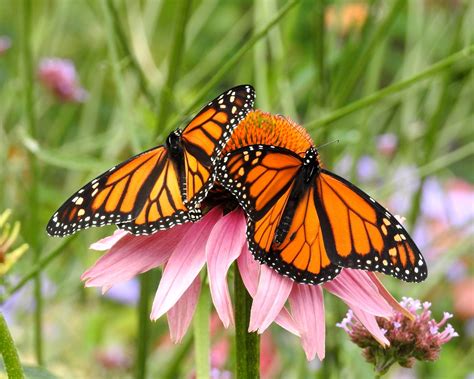 When Do Monarchs Arrive In Illinois And Start Laying Eggs Nature