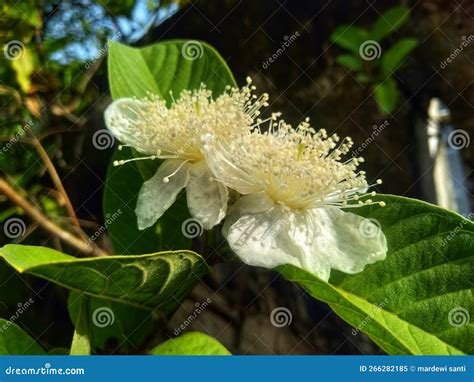 Close Up Shot Of Guava Flower Or Flower Of Psidium Guineense Stock