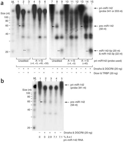 In Vitro Processing Of PrimiR 142 RNAs By MiRNA Processor