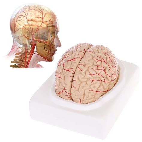 Buy Human Brain Model Part Life Size Brain Anatomy Model With All