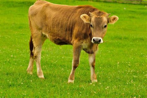 Cow graze stock photo. Image of rural, country, scene - 14882108