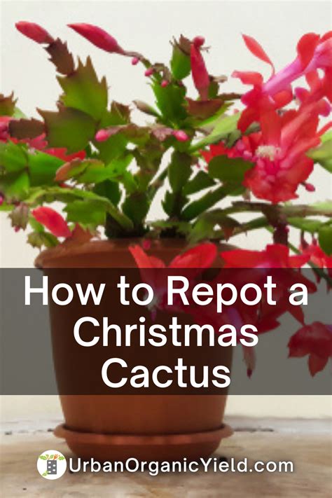 How Often Do I Need To Repot My Christmas Cactus Christmas Cactus