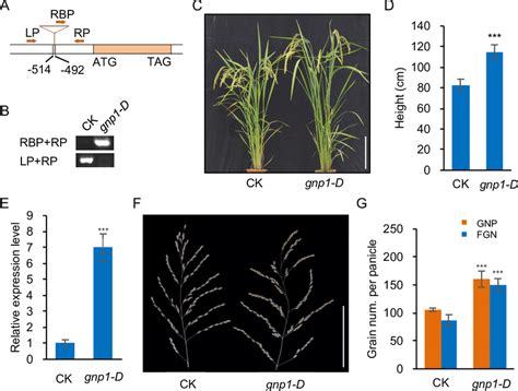 Characterization of the GNP1 T-DNA gain-of-function mutant. (A ... 