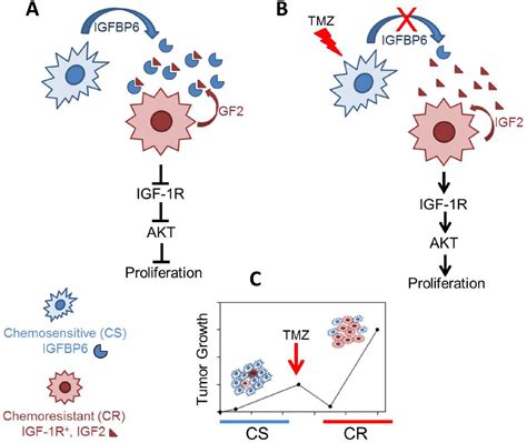 Igfbp6 Controls The Expansion Of Chemoresistant Glioblastoma Through