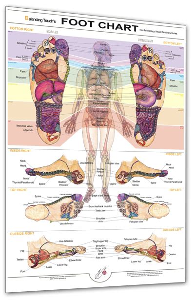 Reflexology Foot Chart By Balancing Touch Balancing Touch Reflexology