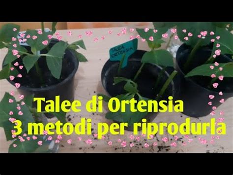 Come Far Radicare Le Talee Di Ortensie In Acqua Guida Pratica