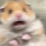 Scared Hamster Meme Generator Imgflip