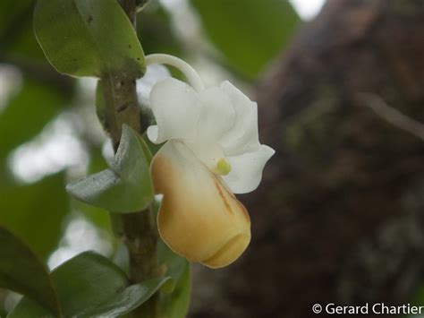 Dendrobium Ellipsophyllum Gee Flickr