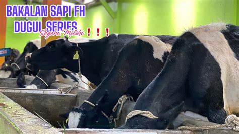 Bakalan Fh Siappp Di Miliki Dugul Series Sapi Tanpa Tanduk