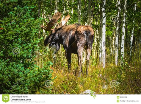 Moose In The Aspen Trees Colorado Stock Photo Image Of Bull Wildlife