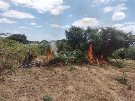 Mais de 10 mil pés de maconha são apreendidos e incinerados no norte da