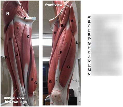 Muscles Of The Upper Leg Lab Model Diagram Quizlet