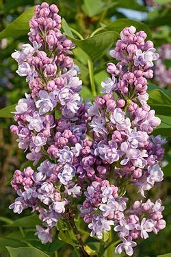 Pflanzenportr T Syringa Vulgaris Katharine Havemeyer Flieder