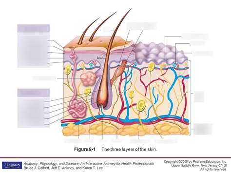 Chapter 8 Integumentary System Diagram Quizlet