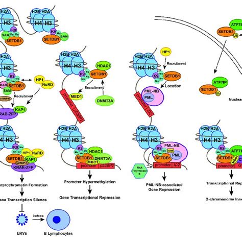 Common Histone Methyltransferases And Their Related Cancers Download Scientific Diagram