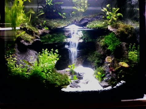 Cara Menghias Aquarium Dengan Tanaman Plastik Delinewstv
