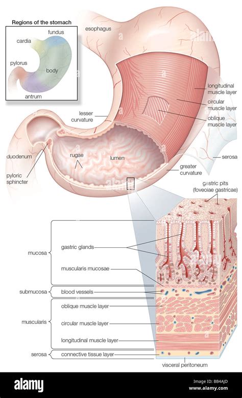 Diagram showing the Mucosa and musculature of the human stomach plus insets of histology and ...