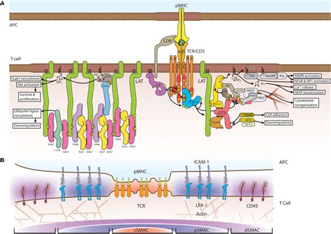 Frontiers The Integration Of Signaling And The Spatial Organization