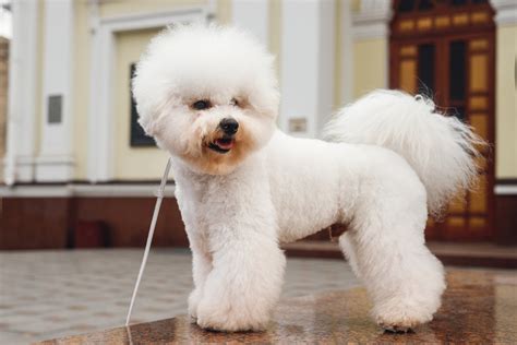 Top 10 white dog breeds