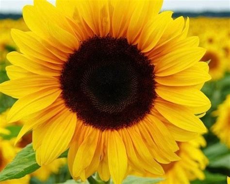 Sunflower Sonja 05g 10 Seeds Helianthus Annuus Etsy Canada