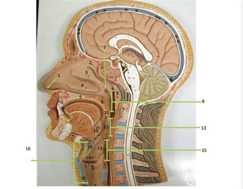 Anatomy II Lab Respiratory System Flashcards Quizlet