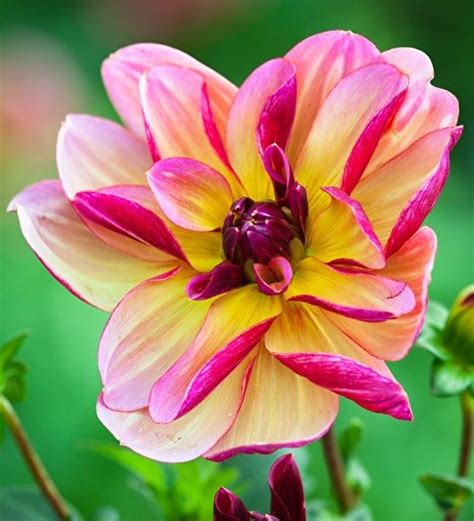 Shot Silk Dahlia Collection Dahlia Dahlia Flower Arrangements Plants