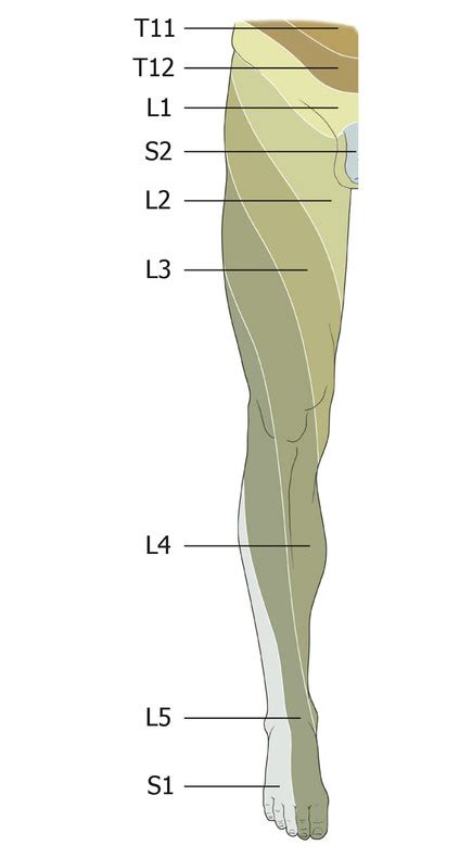 Dermatomes And The Lumbar Plexus Neupsy Key