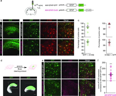 Increased Expression Of Cx In Astrocytes From The Dorsal Hippocampus