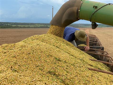 Colheita De Soja Em Mt Gera Milhares De Empregos E Atraem Trabalhadores