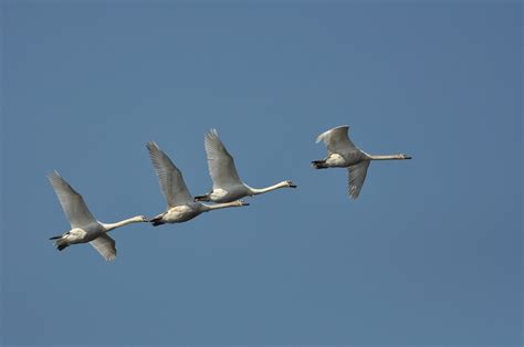 Mute Swan | Audubon Field Guide