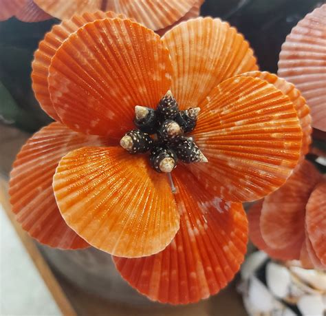 Flower Made From Scallop Shells Free Stock Photo Public Domain Pictures