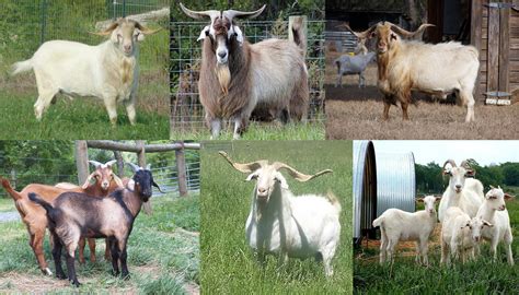 Kiko Goat Breed Everything You Need To Know