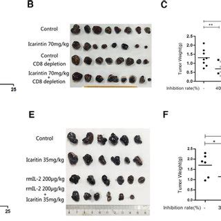 Icaritin Enhances The Accumulation And Activation Of CD8 T Cells In