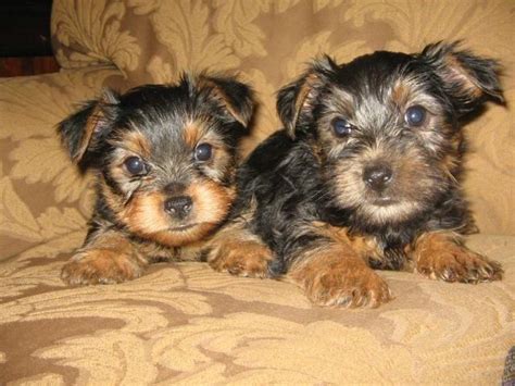 Yorkie Puppies Males For Sale In Seneca South Carolina Classified