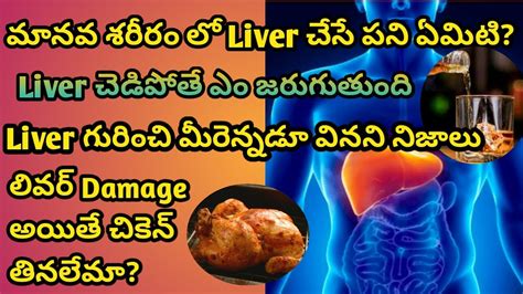 Functions Of Liver Functions Of Liver In Telugu Youtube