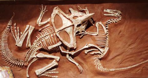 This Is A Fossil Found In Mongolia Of Two Dinosaurs Fighting To The