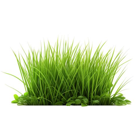 grass isolated  transparent background  png