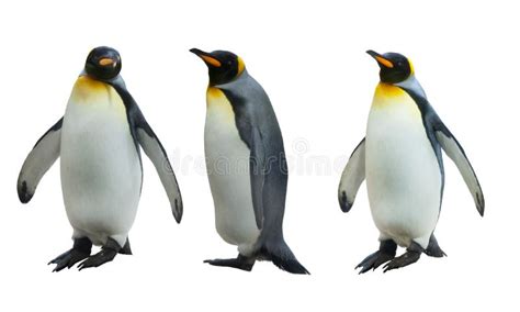 Pingvin Sex F R Strandgruppkonung Fotografering F R Bildbyr Er Bild