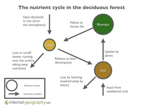 The Nutrient Cycle And Biodiversity In Deciduous Woodlands Internet Geography