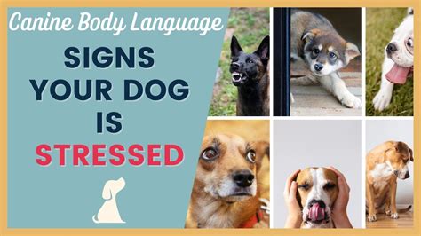 How Do You Tell If A Dog Is Stressed Signs And Solutions