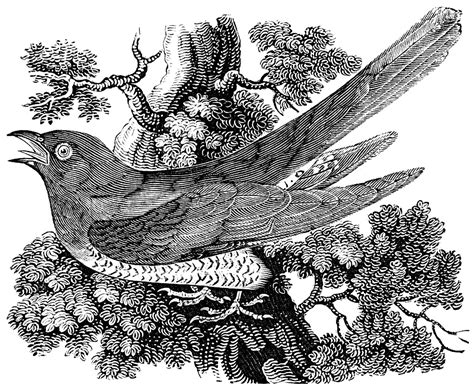 Download Cuckoo Bird Perched Royalty Free Stock Illustration Image
