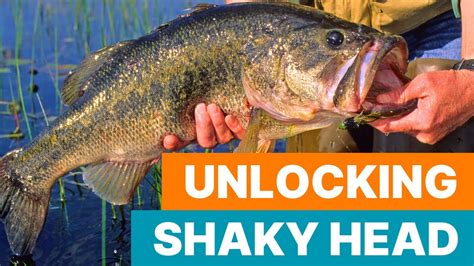 Shaky Head Finesse Unlocking Big Bass Potential W Tylersreelfishing