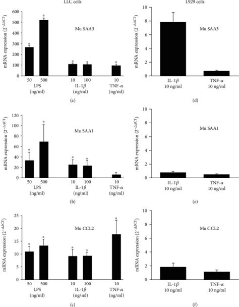 Murine Fibroblast Cell Line L Atcc Bioz