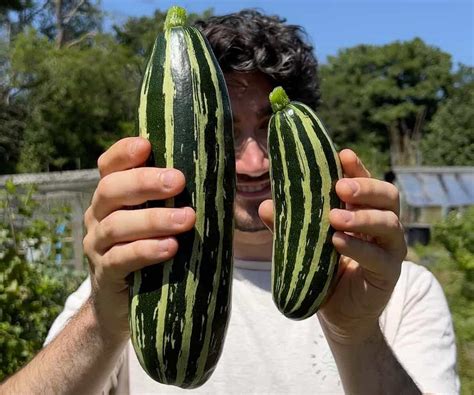 The Ultimate Guide to Courgette Companion Planting - Urban Patch