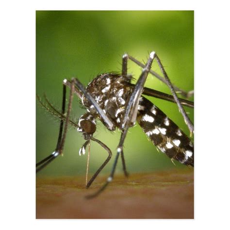 Tiger mosquito postcard | Zazzle | Schädlingsbekämpfung, Insektenschutzmittel, Insekten