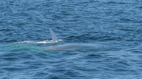 Blue Whale Lunge feeding Photograph by Kirk Hewlett