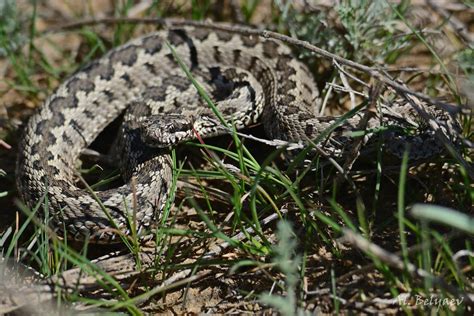 Восточная степная гадюка (Vipera (Pelias) renardi). Рептилии и амфибии ...
